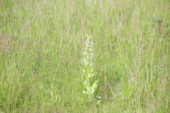 Habenaria macroceratitis