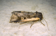 Dichagyris reliqua