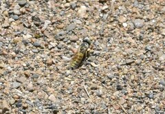 Microbembex monodonta