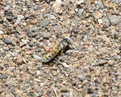 Microbembex monodonta