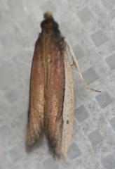 Tampa dimediatella