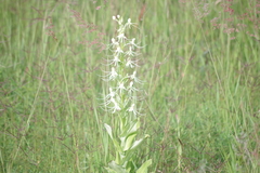 Habenaria macroceratitis