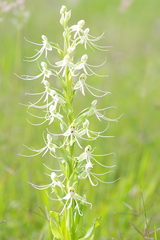 Habenaria macroceratitis
