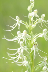 Habenaria macroceratitis