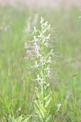 Habenaria macroceratitis