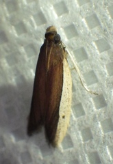 Tampa dimediatella