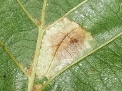 Phyllonorycter rajella