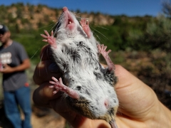 Peromyscus truei
