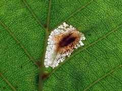 Phyllonorycter rajella