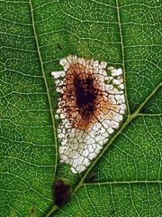 Phyllonorycter rajella
