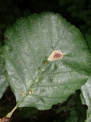 Phyllonorycter rajella