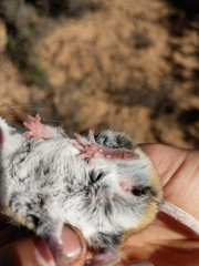 Peromyscus truei