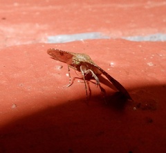 Hypolamprus striatalis