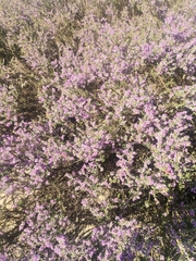 Muraltia spinosa