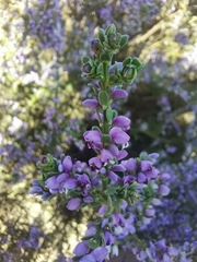 Muraltia spinosa