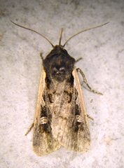 Dichagyris reliqua