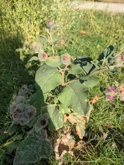 Arctium tomentosum