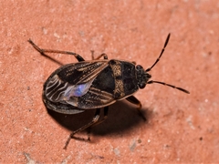 Trapezonotus dispar