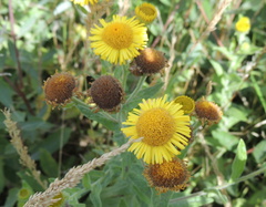 Pulicaria dysenterica