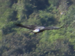Geranoaetus albicaudatus