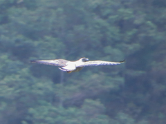 Geranoaetus albicaudatus