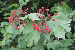 Viburnum opulus