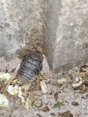 Eupolyphaga sinensis