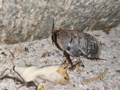 Eupolyphaga sinensis