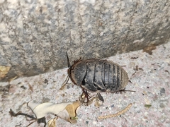 Eupolyphaga sinensis