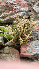 Sedum acre