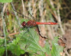 Sympetrum sanguineum