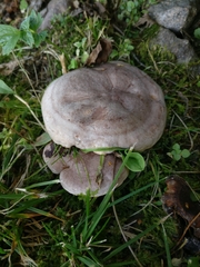 Lactarius flexuosus