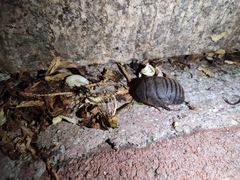 Eupolyphaga sinensis