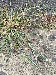 Panicum dichotomiflorum