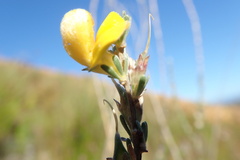 Aspalathus oblongifolia