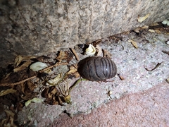 Eupolyphaga sinensis