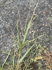 Panicum dichotomiflorum