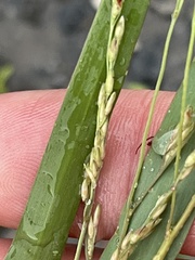 Panicum dichotomiflorum