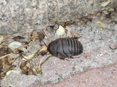 Eupolyphaga sinensis