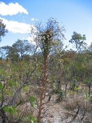Paepalanthus chiquitensis