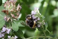 Bombus