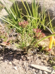 Crassula