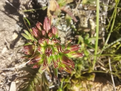 Crassula
