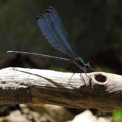 Psolodesmus mandarinus dorothea