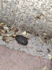 Eupolyphaga sinensis