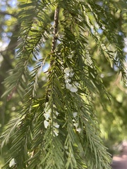 Taxodiomyia cupressi