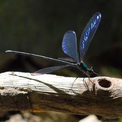 Psolodesmus mandarinus dorothea