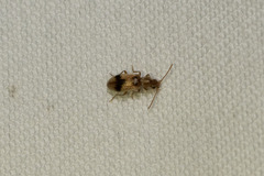 Notoxus desertus