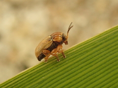 Cryptocephalus fulvus