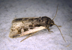 Dichagyris reliqua